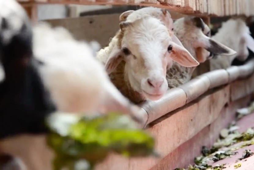 Ibadah Qurban dalam Islam